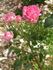 Margaret Turnbull rose photo