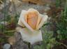 Diana rose photo