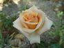 Diana rose photo