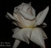 Alaska rose photo