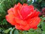 Remembrance rose photo