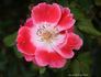 Sue Lawley rose photo