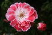 Sue Lawley rose photo