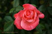 Spirit of Glasnost rose photo