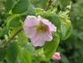 <i>Rosa prattii</i> Hemsl. rose photo