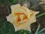 Colossus ™ rose photo