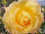 Dreamward rose photo