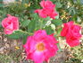 My Hero ™ (shrub, Lim rose photo