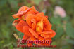 Bloomsday rose photo