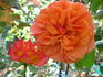 Safari rose photo