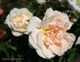 Fleur Cowles rose photo