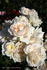 Fleur Cowles rose photo