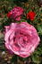 Blue Chip rose photo