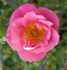 Darla ™ rose photo