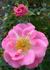Darla ™ rose photo