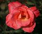 Spirit of Glasnost rose photo
