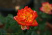 Chasin' Rainbows™ rose photo
