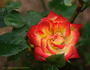 Chasin' Rainbows™ rose photo