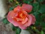 Dorothy Wilson rose photo