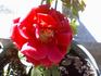 Corpus Christi rose photo