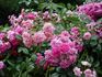 Paul Ploton rose photo