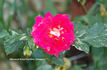Best Wishes rose photo