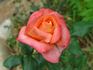 Dorothy Wilson rose photo