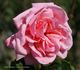 Pink Princess rose photo