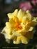 Poulsen's Yellow rose photo