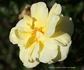 Poulsen's Yellow rose photo