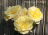 Golden Dawn Cl. rose photo