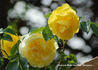 Chris rose photo