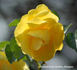 Chris rose photo