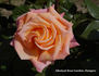 Lincoln Cathedral rose photo