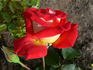 Royal Albert Hall rose photo