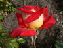 Royal Albert Hall rose photo