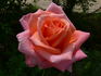 Lincoln Cathedral rose photo