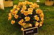 Barock rose photo