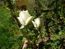 Lady Liberty rose photo