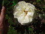 Lady Liberty rose photo
