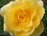 Gold Magic rose photo