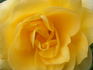 Gold Magic rose photo