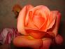 Julie Cussons rose photo