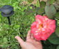 Ambassador (hybrid tea, Hjermind rose photo