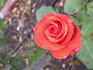 Star 2000 rose photo