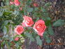 Wow rose photo