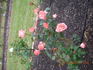 Wow rose photo