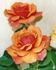 Adagio rose photo