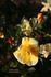 Poulsen's Yellow rose photo