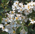 Silver River rose photo